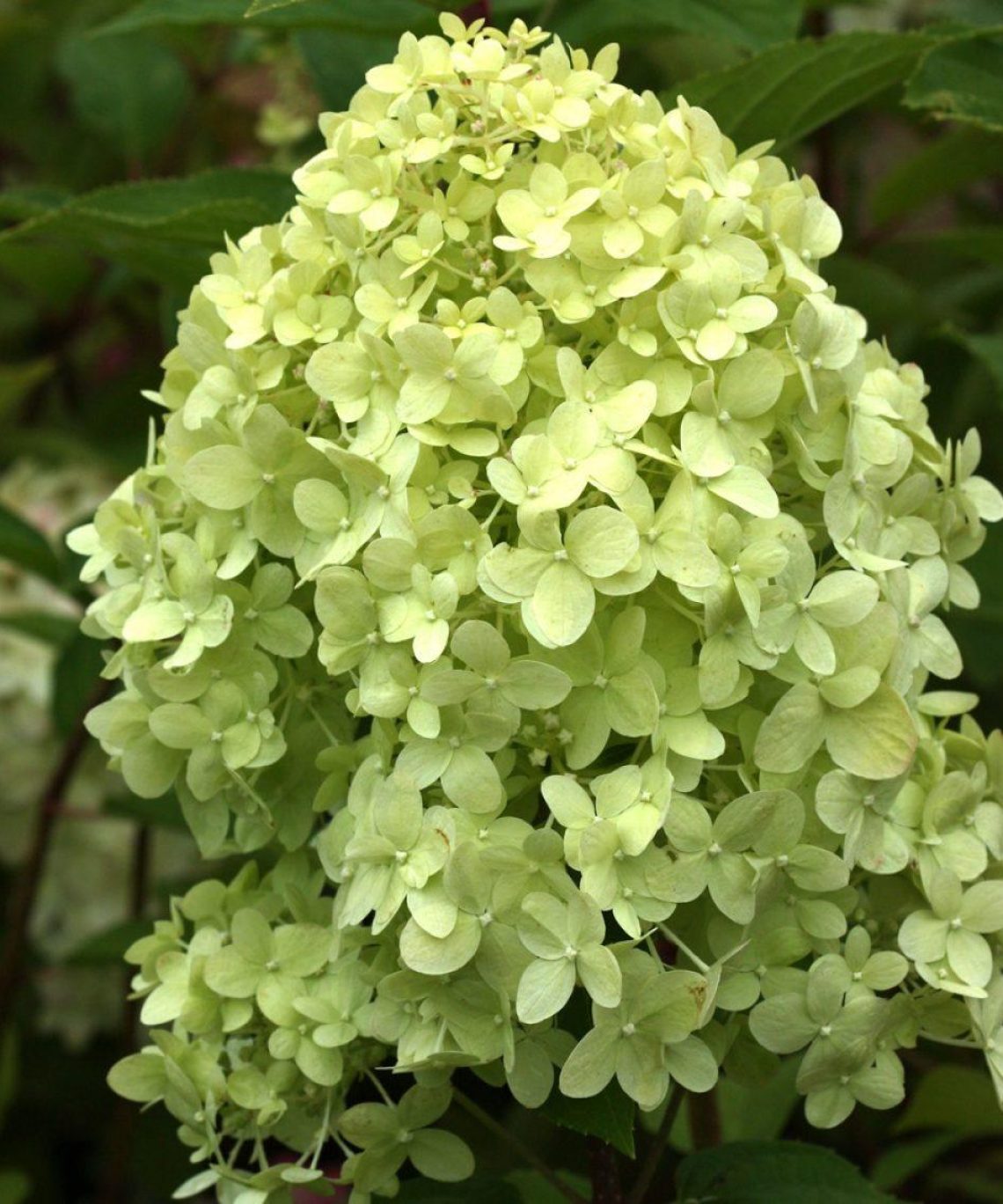 How to prune hydrangeas