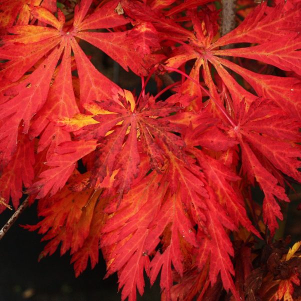 Acer palmatum Orange Dream