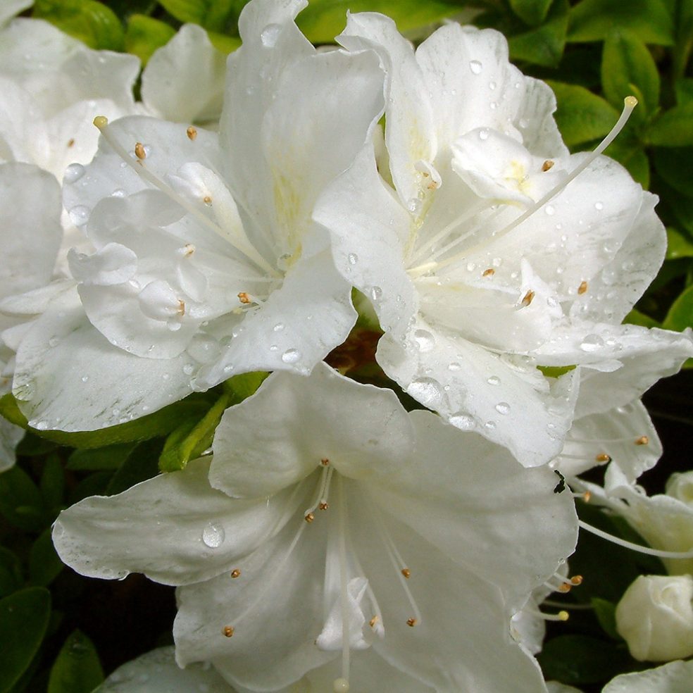 Azalea jap. Rose Greeley