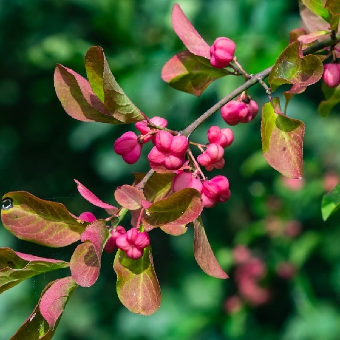 Euonymus europaeus