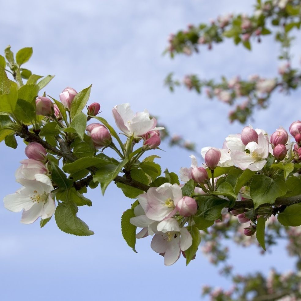 Malus sylvestris (Wild Crab Apple)