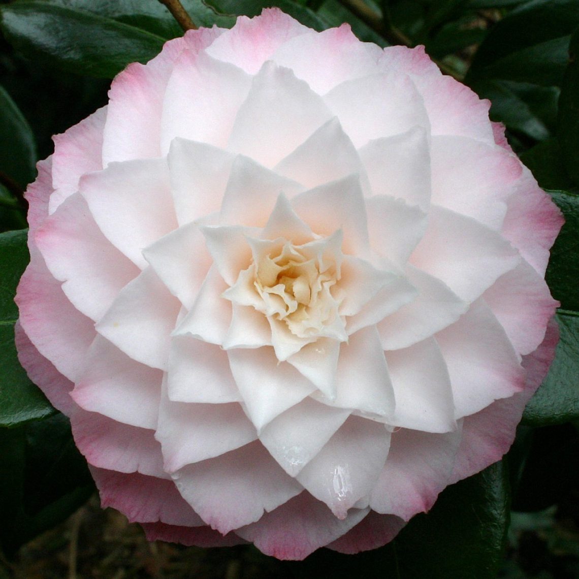 Camellia Nuccios Pearl