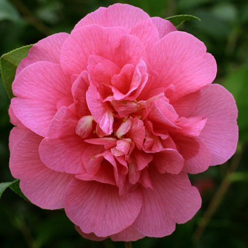 Camellia Beauty