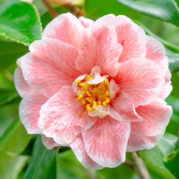 Camellia sasanqua Jean May 3L