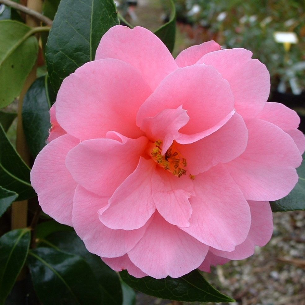 Camellia Barbara Clark