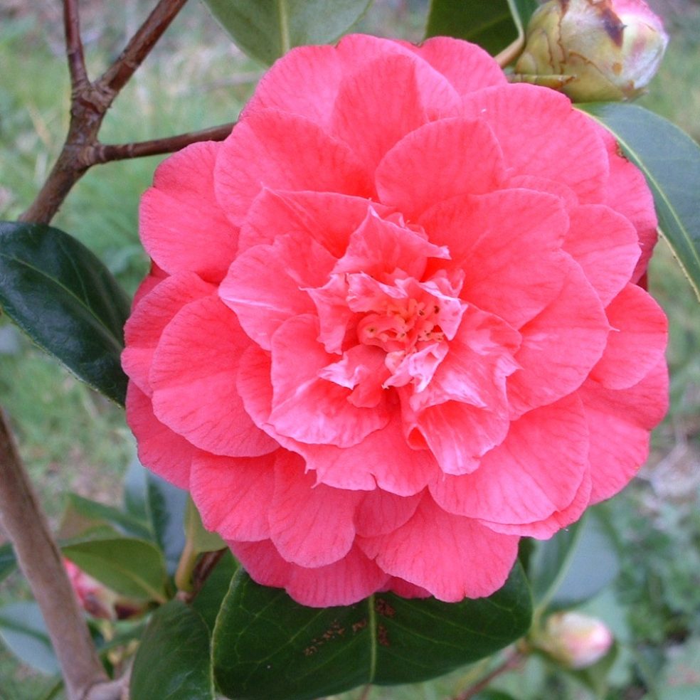 Camellia Joseph Pfingstl