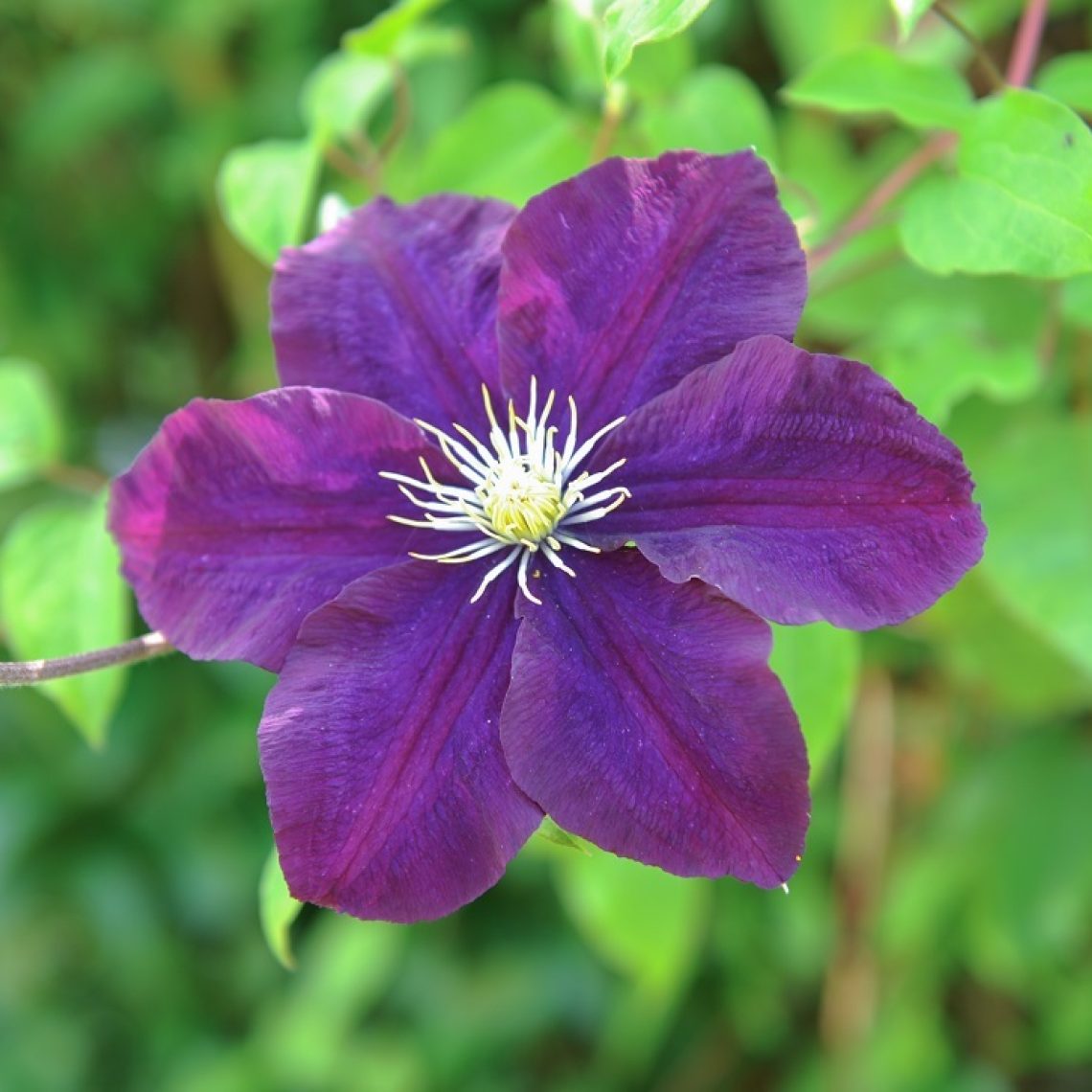 Clematis Lasurstern