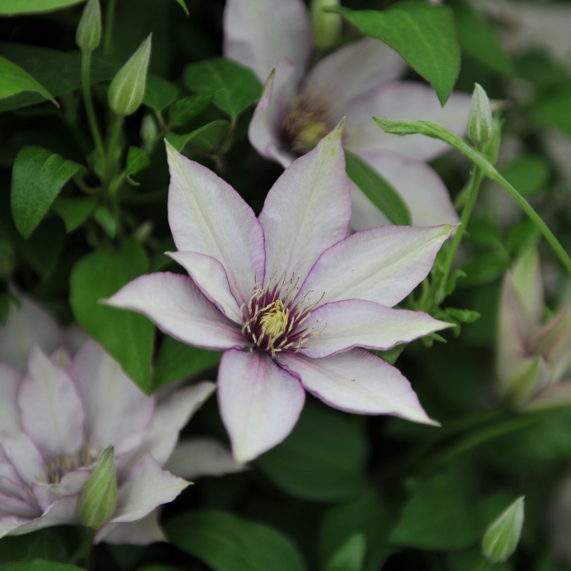 Clematis Samartian Jo