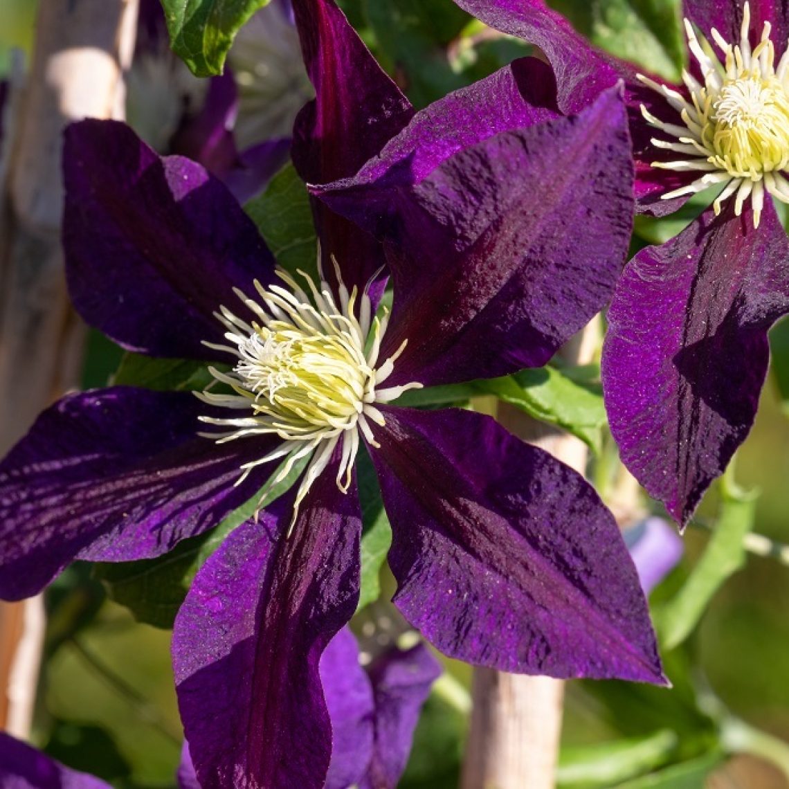 Clematis The Vagabond