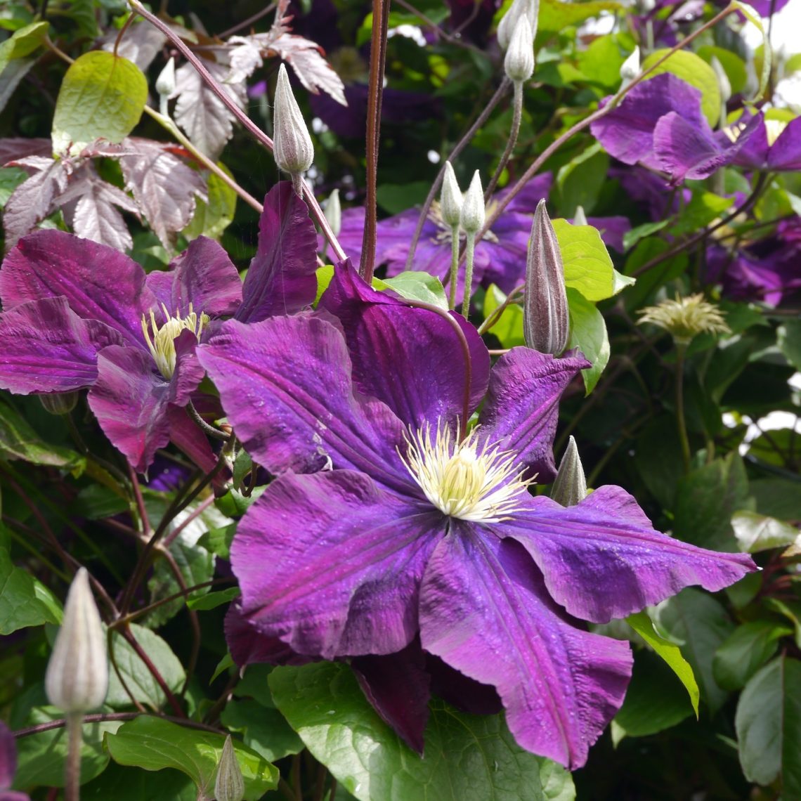 Clematis Warsaw Nike