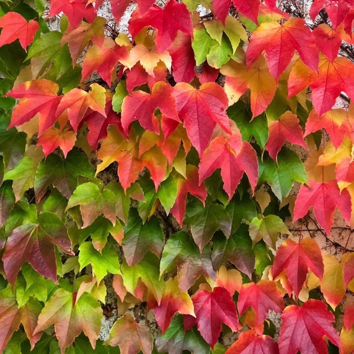 Parthenocissus Veitchii