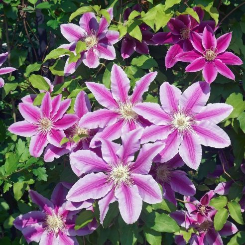 Clematis Barbara Jackman