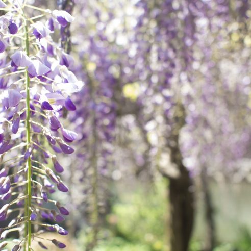 Purple Wisteria 'Okayama', Wisteria In Pots