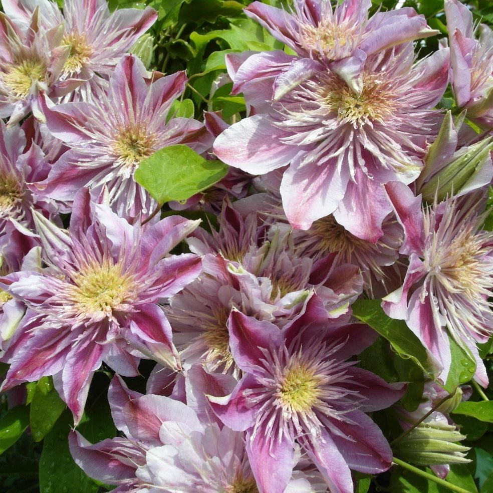 Clematis Empress 3L