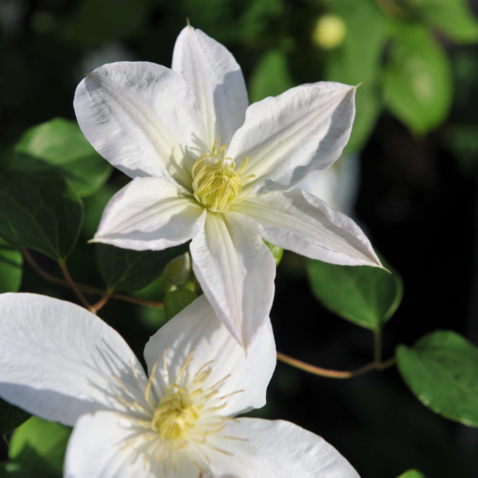 Clematis Shirayukihime