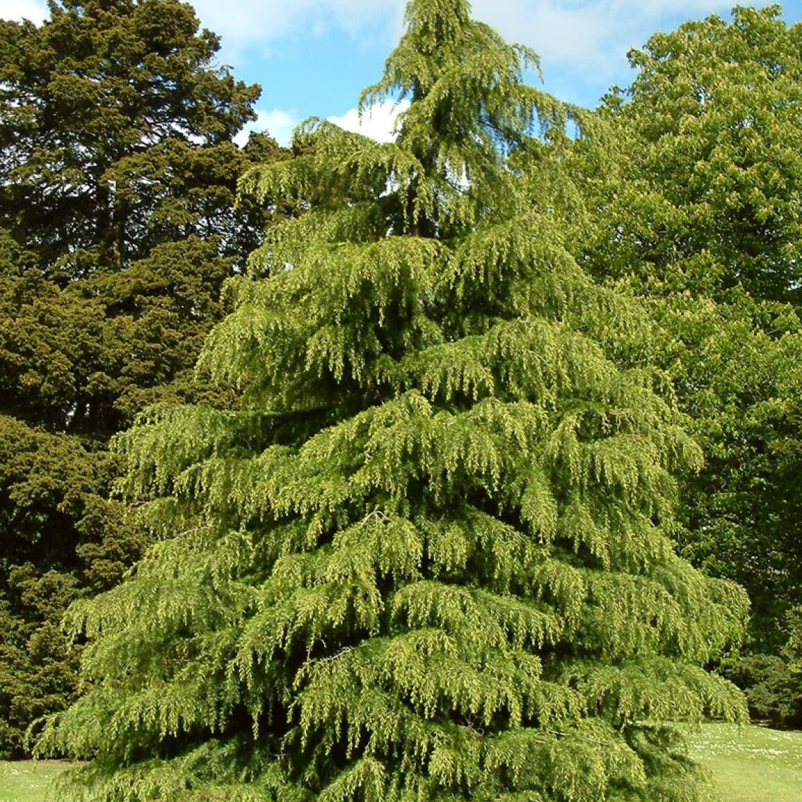 Cedrus deodara