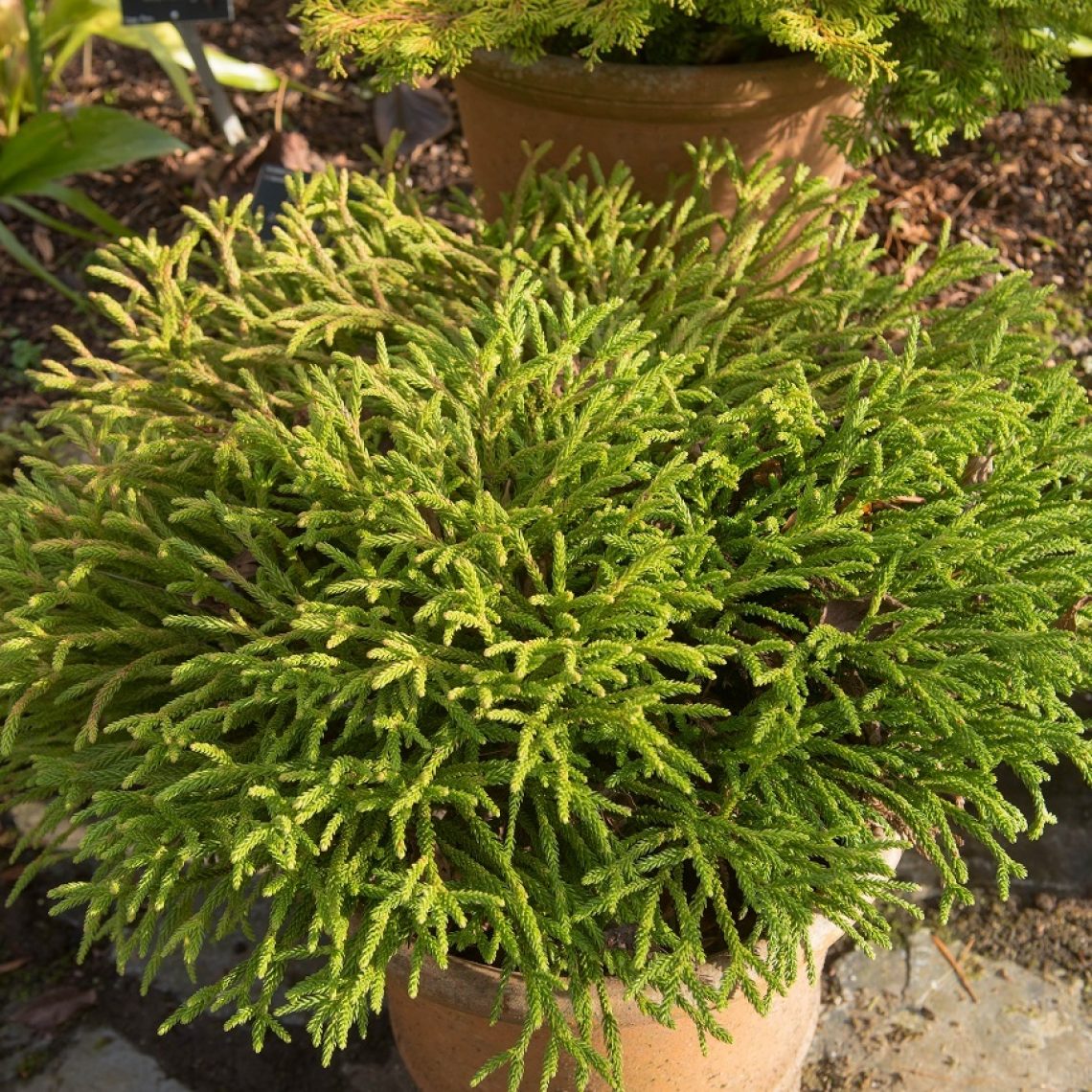 Cryptomeria japonica Little Champion