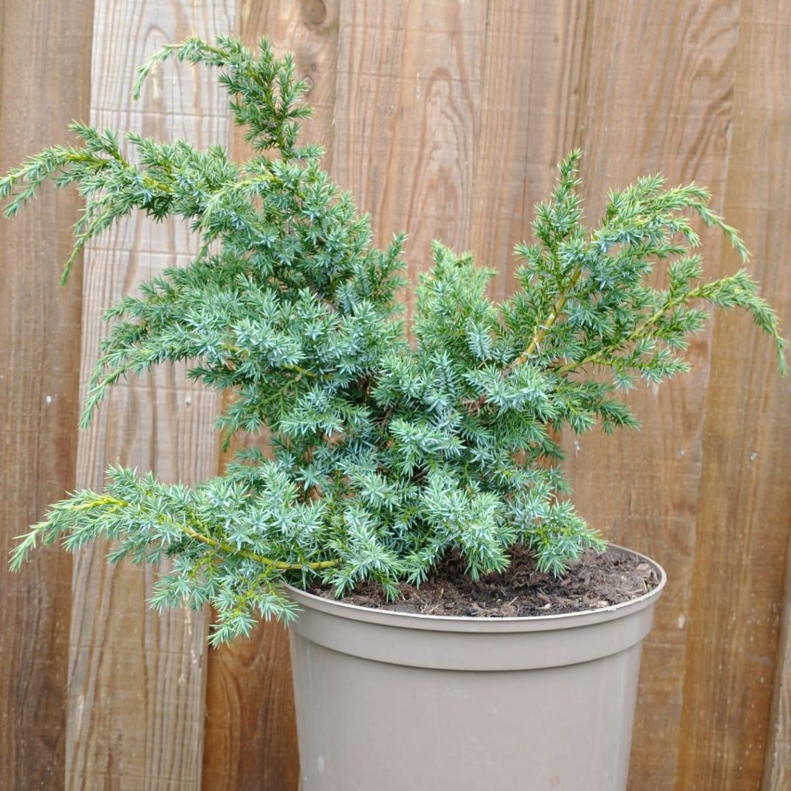 Juniperus chinensis Blue Alps