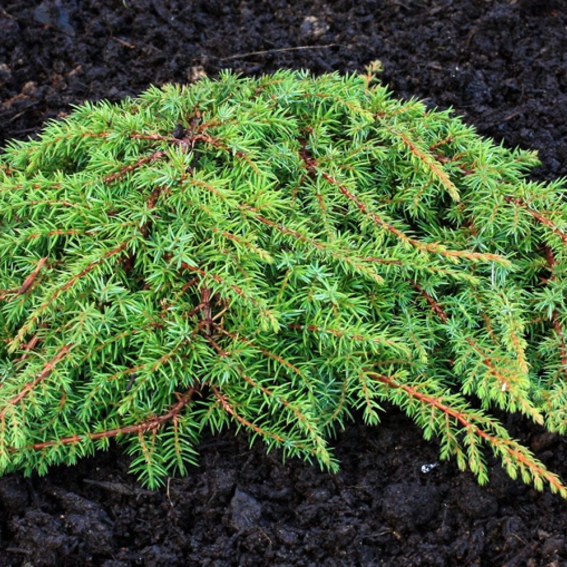 Juniperus Green Carpet