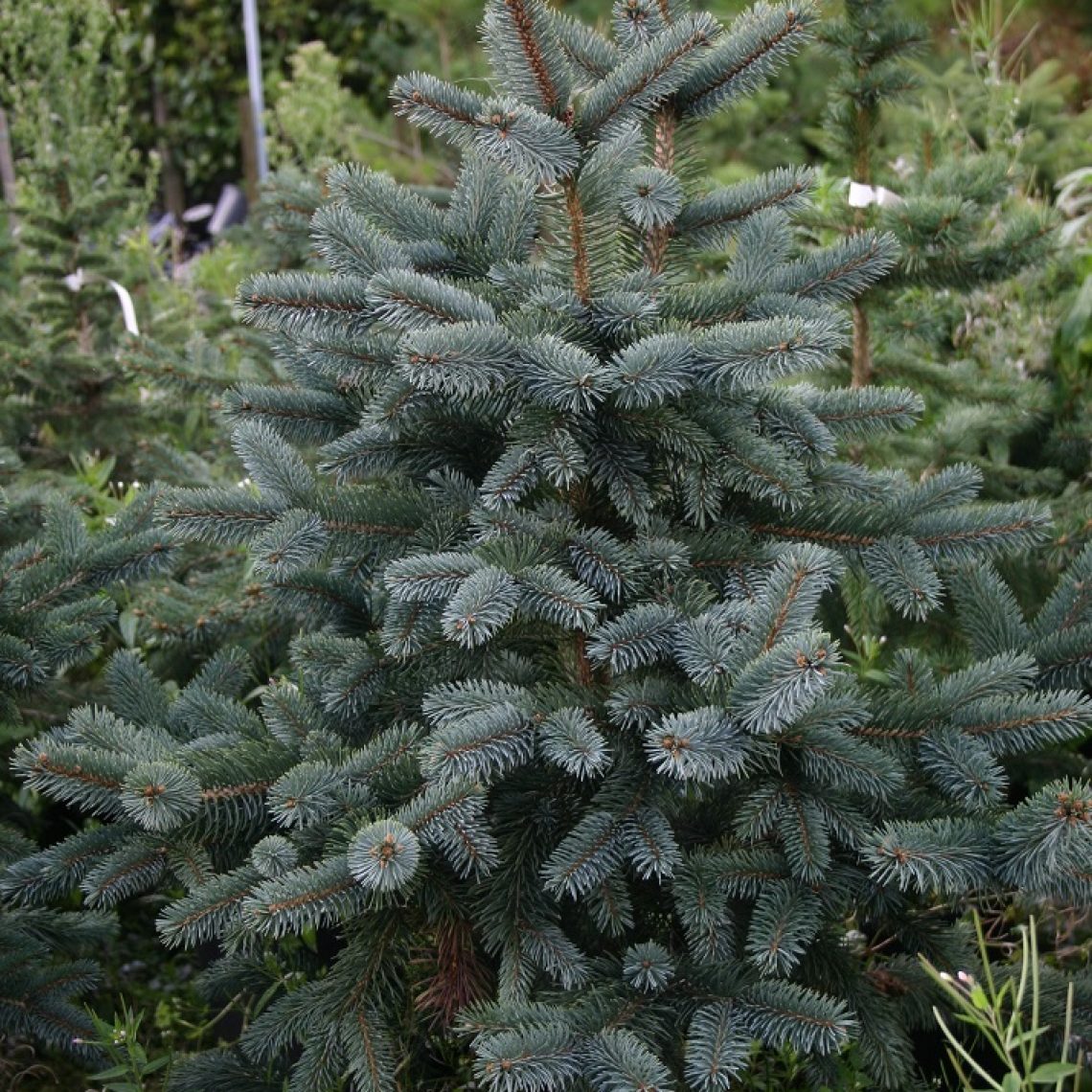 Picea pungens oldenburg описание и фото