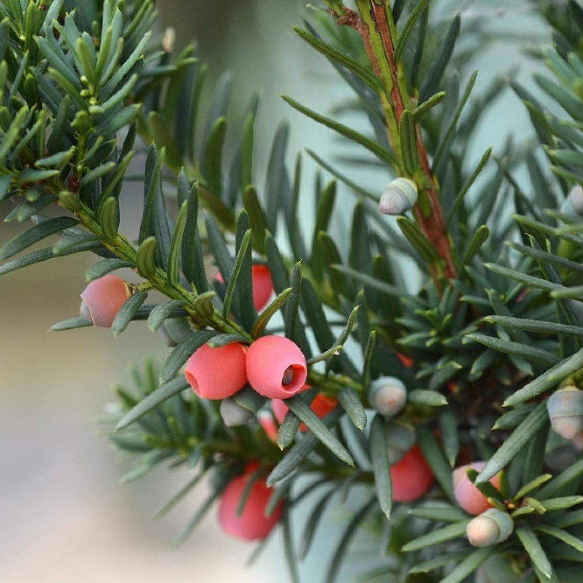 Taxus x media Hicksii