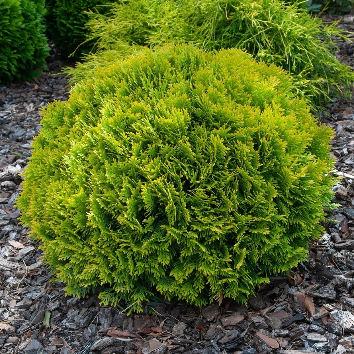 Duchy of Cornwall Nursery