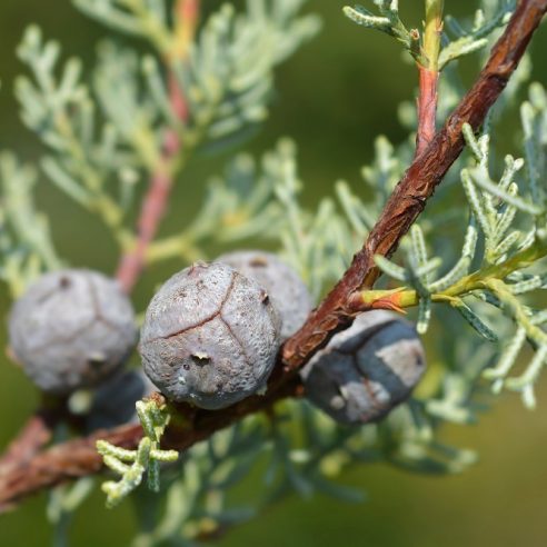 Cupressus arizonica Fastigiata