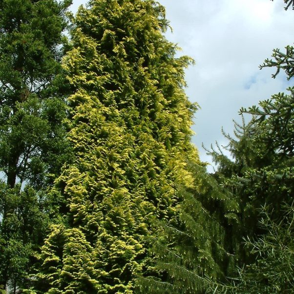 Chamaecyparis Lawsoniana Grayswood Feather