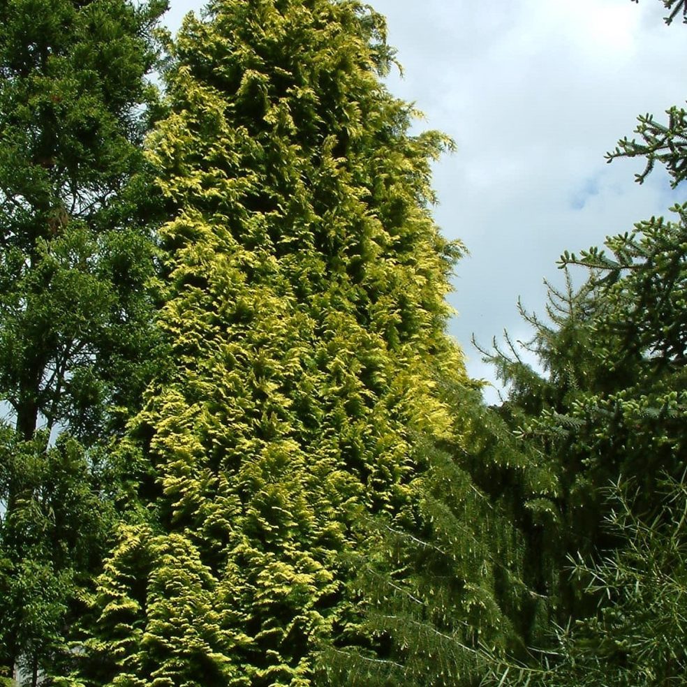 Chamaecyparis lawsoniana Stardust