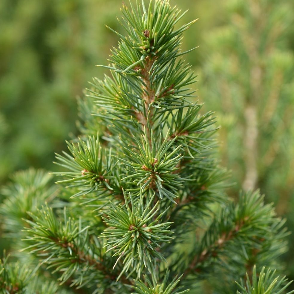 Picea pungens glauca