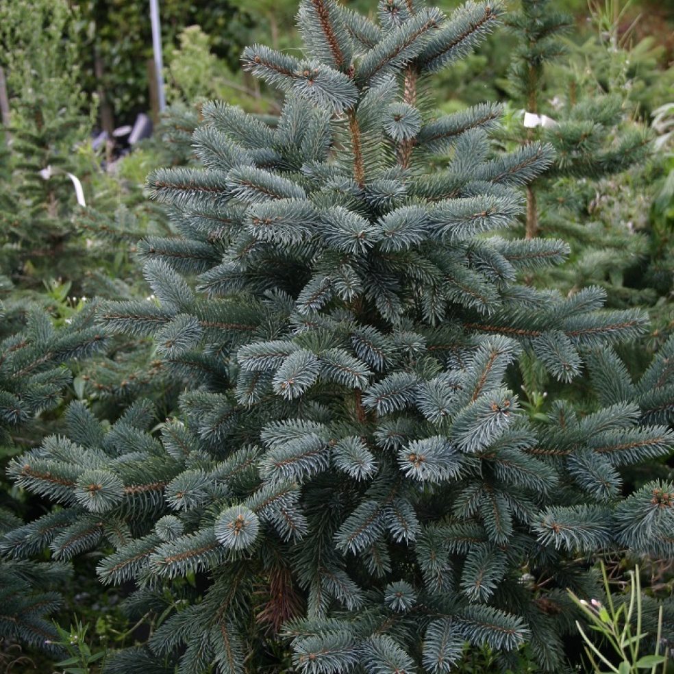 Picea pungens Oldenburg