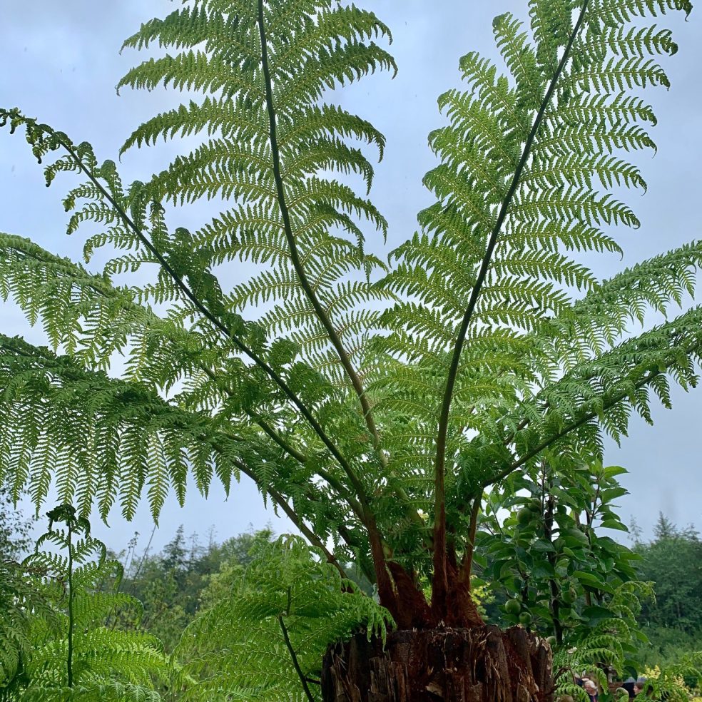 Dicksonia Antarctica