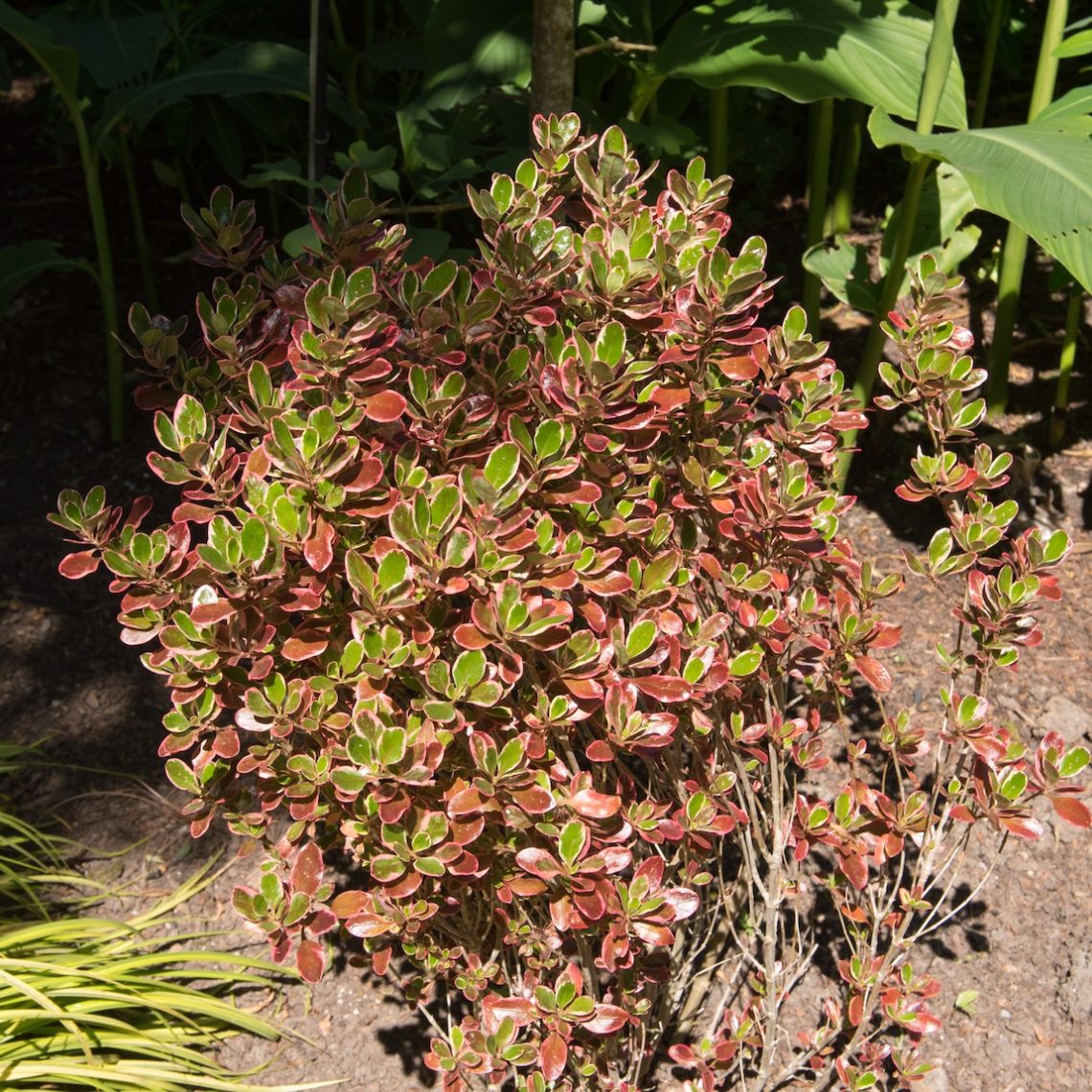 Coprosma Pacific Dawn