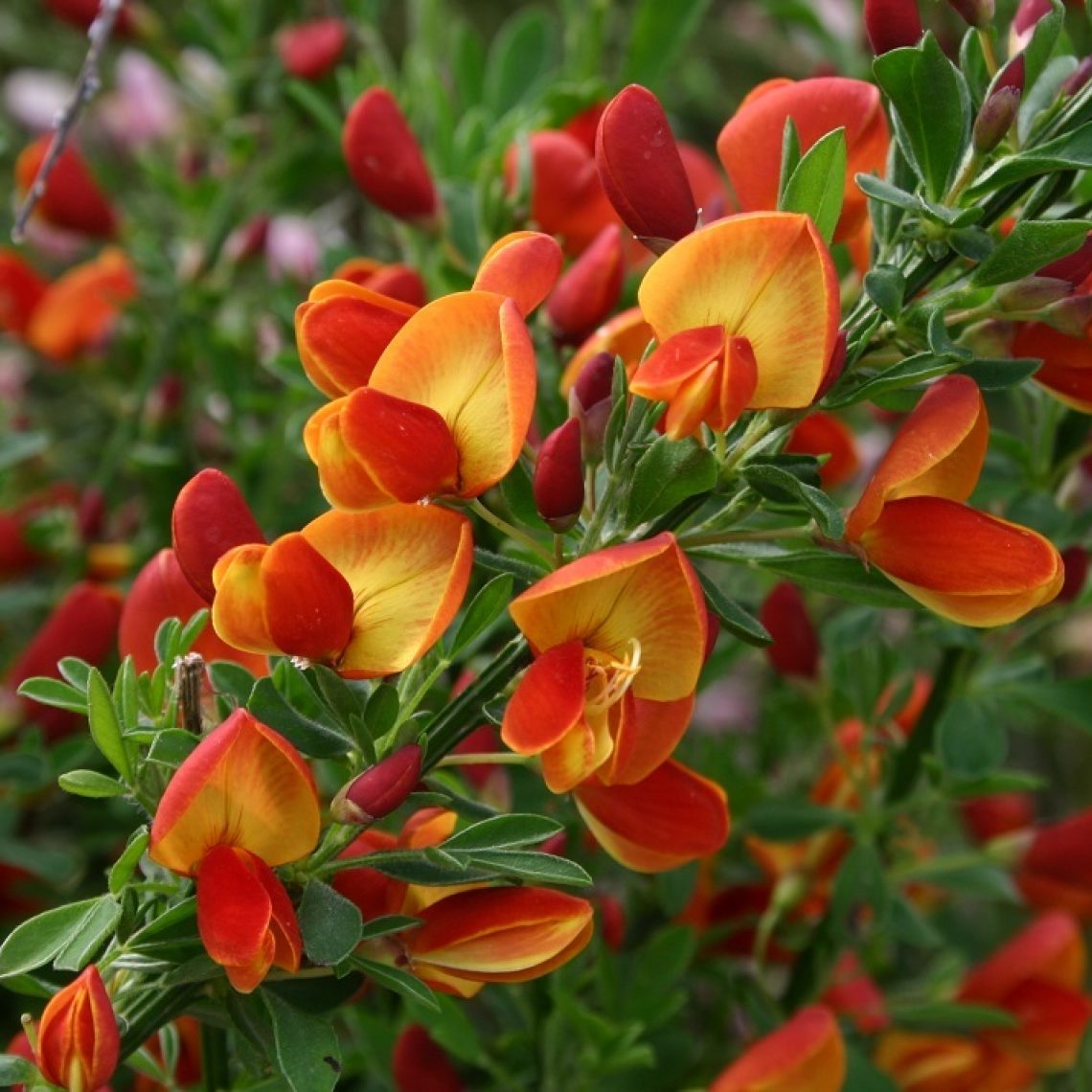 Ракитник лена. Ракитник венечный. Cytisus scoparius. Cytisus 'Lena'.