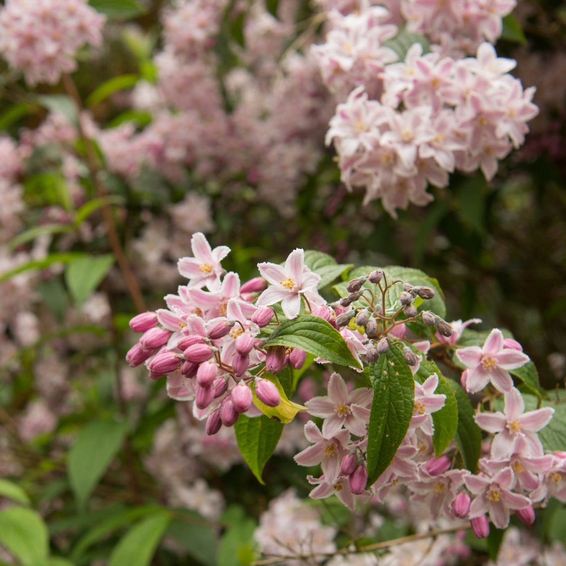 Deutzia Yuki Cherry Blossom