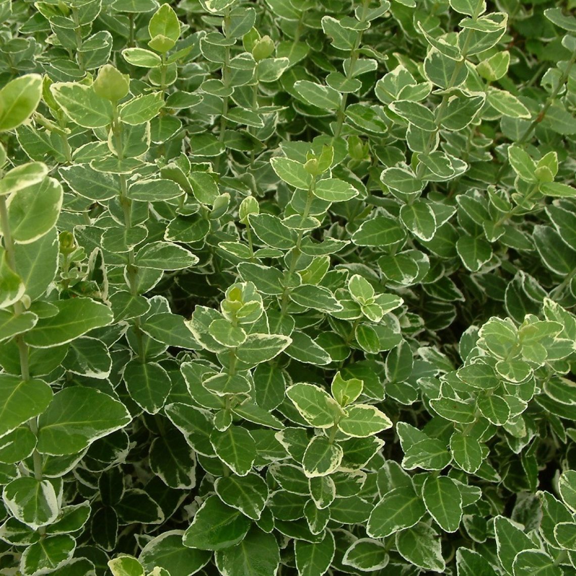 Euonymus For Emerald Gaiety