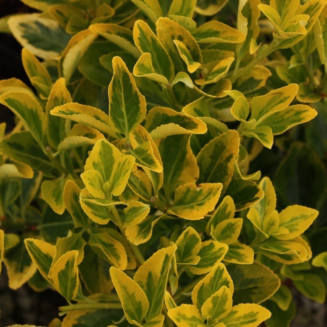 Euonymus Ovatus Aureus