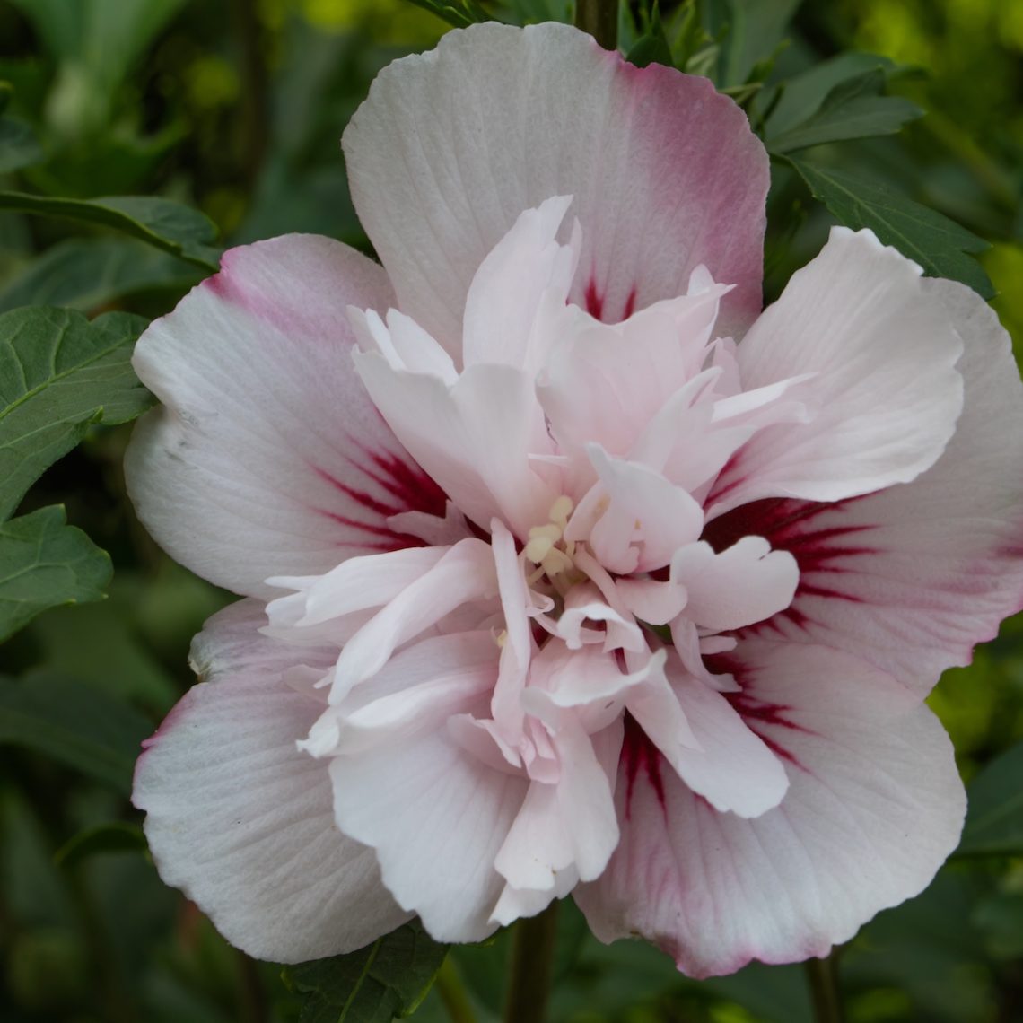 Hibiscus Lady Stanley