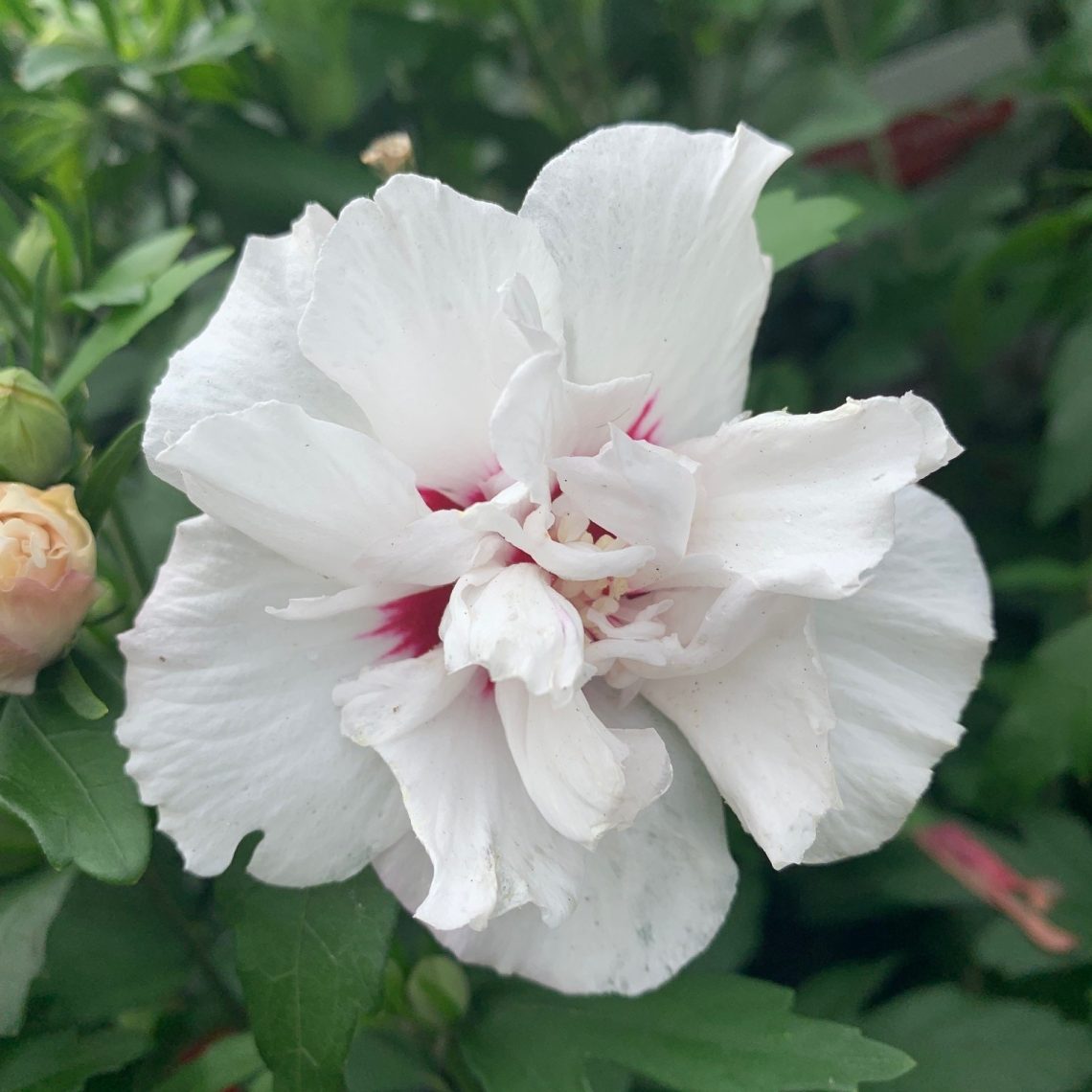 Hibiscus syriacus Speciosus