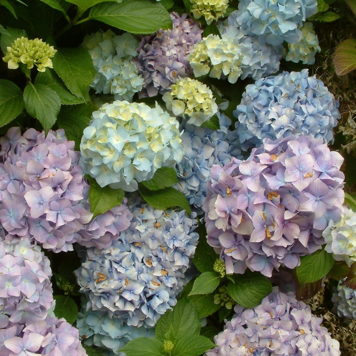 Hydrangea Niedersachsen