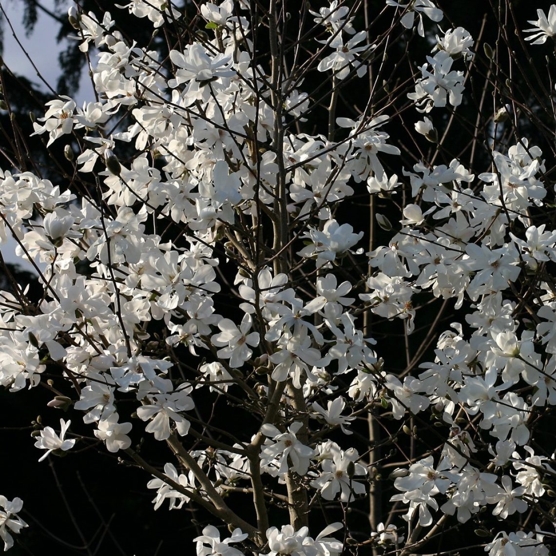 Magnolia Loebneri Mag S Pirouette Купить