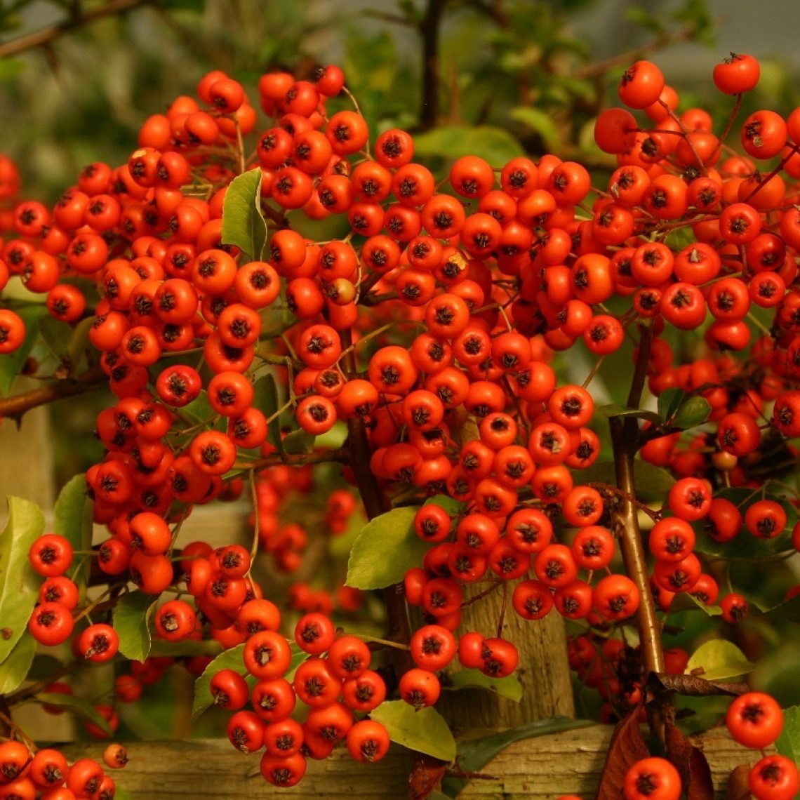 Pyracantha Orange Glow AGM