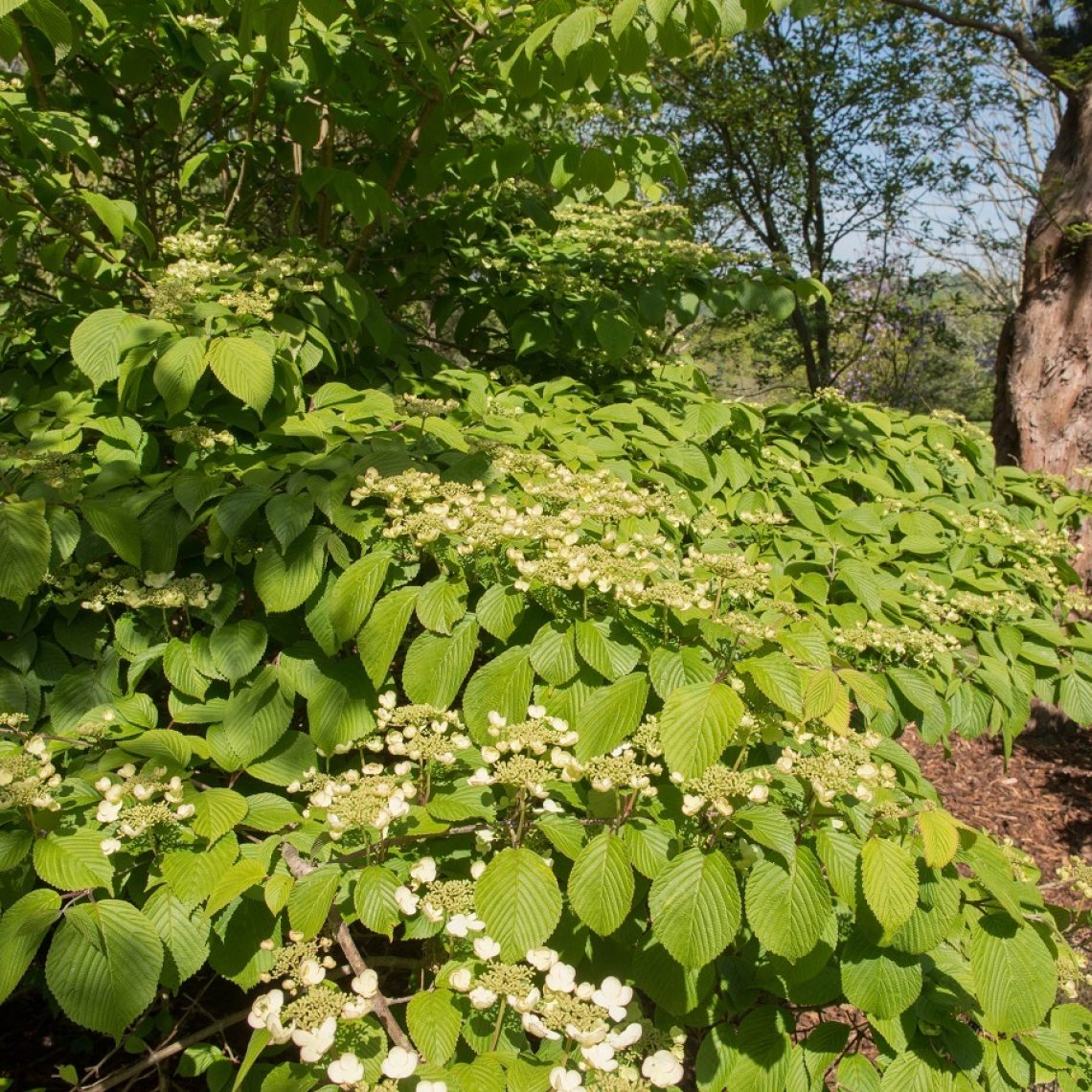 Viburnum plicatum Cascade