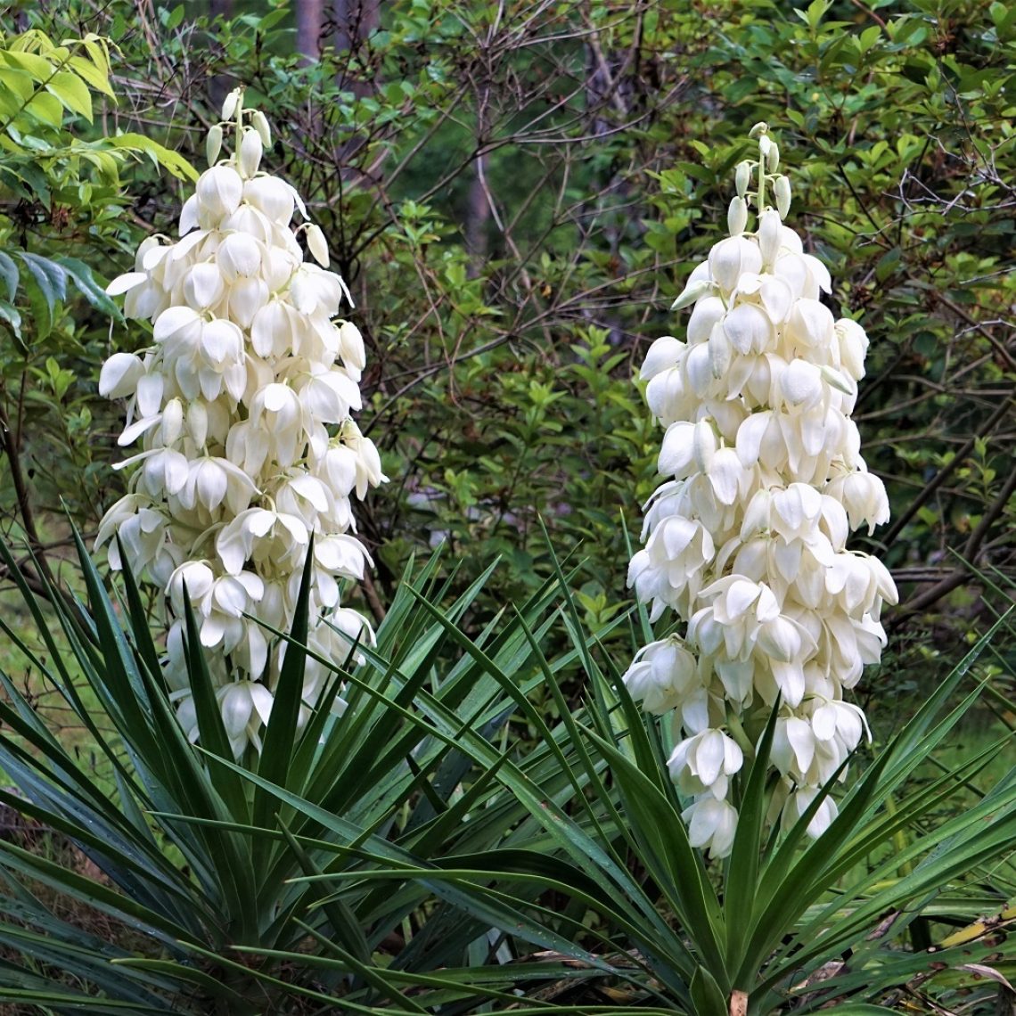 Yucca filamentosa