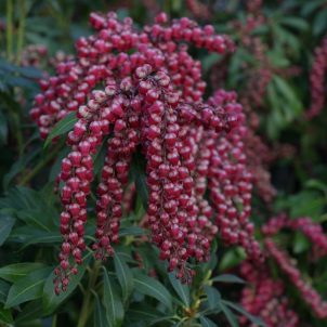 Interstella® - Lily of the Valley shrub - Pieris japonica