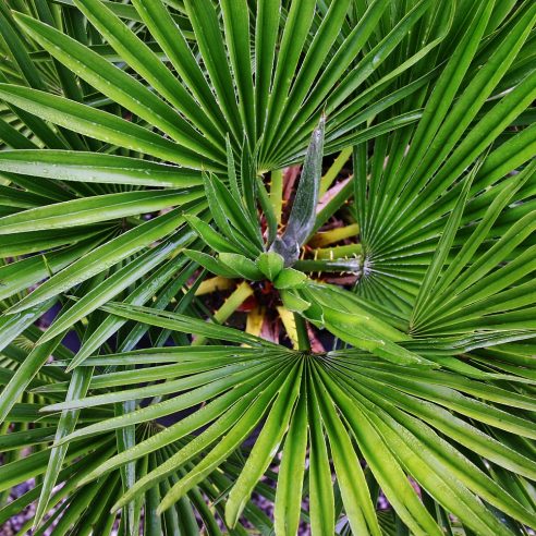 Chamaerops humilis vulcano