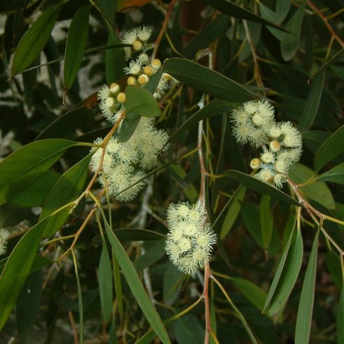 Eucalyptus coccifera