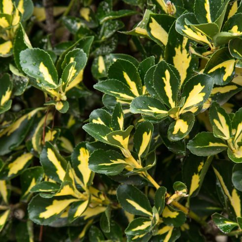 Euonymus japonicus Aureus