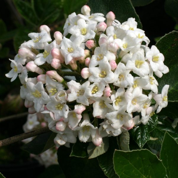 Cornus controversa Pagoda