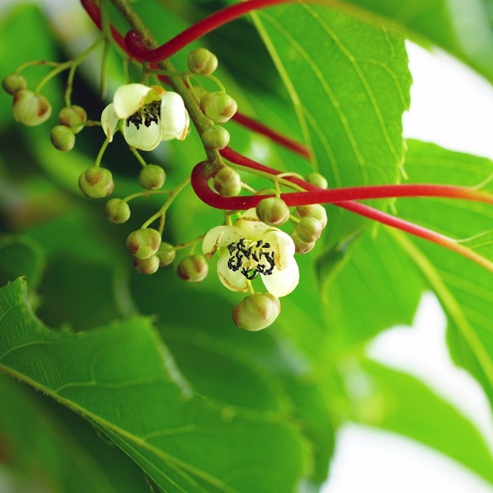 Actinidia Arguta